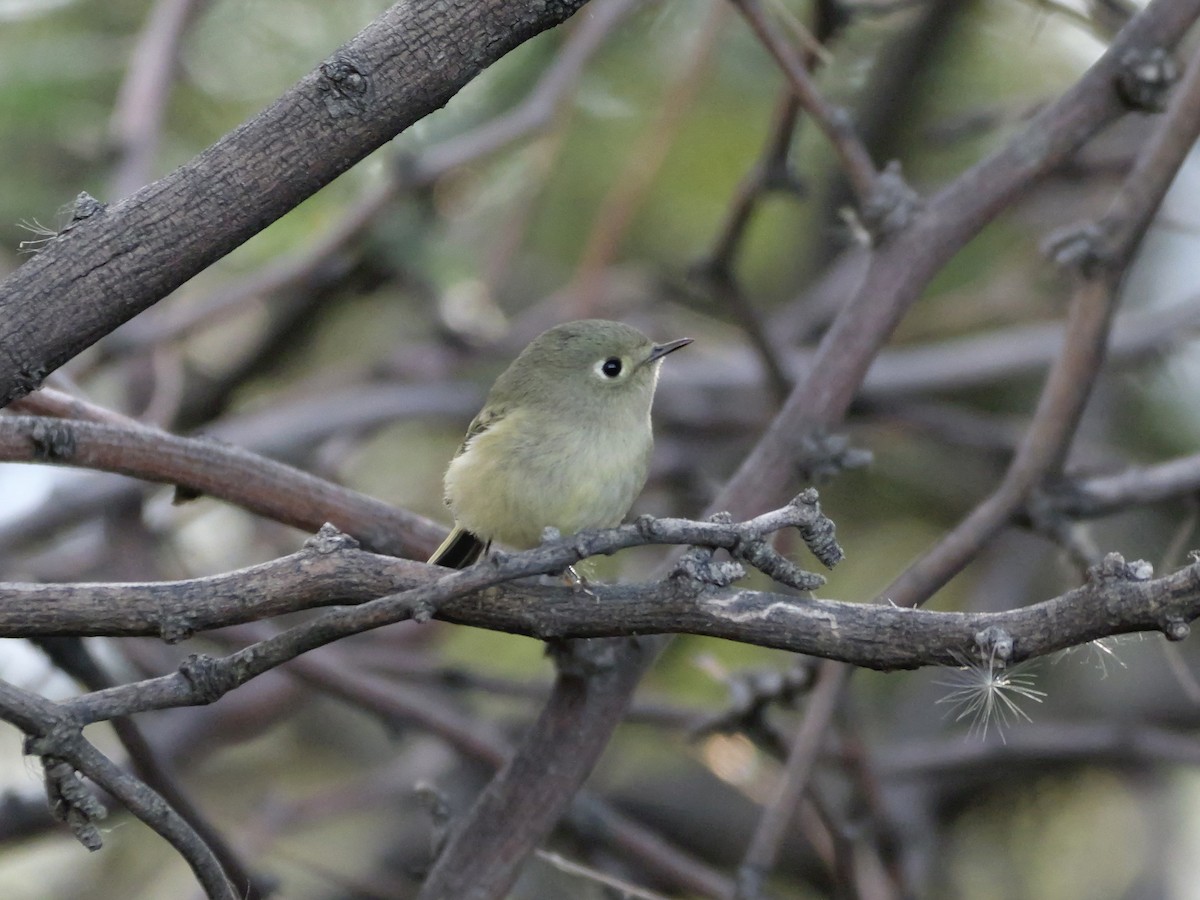 Ruby-crowned Kinglet - ML645954314