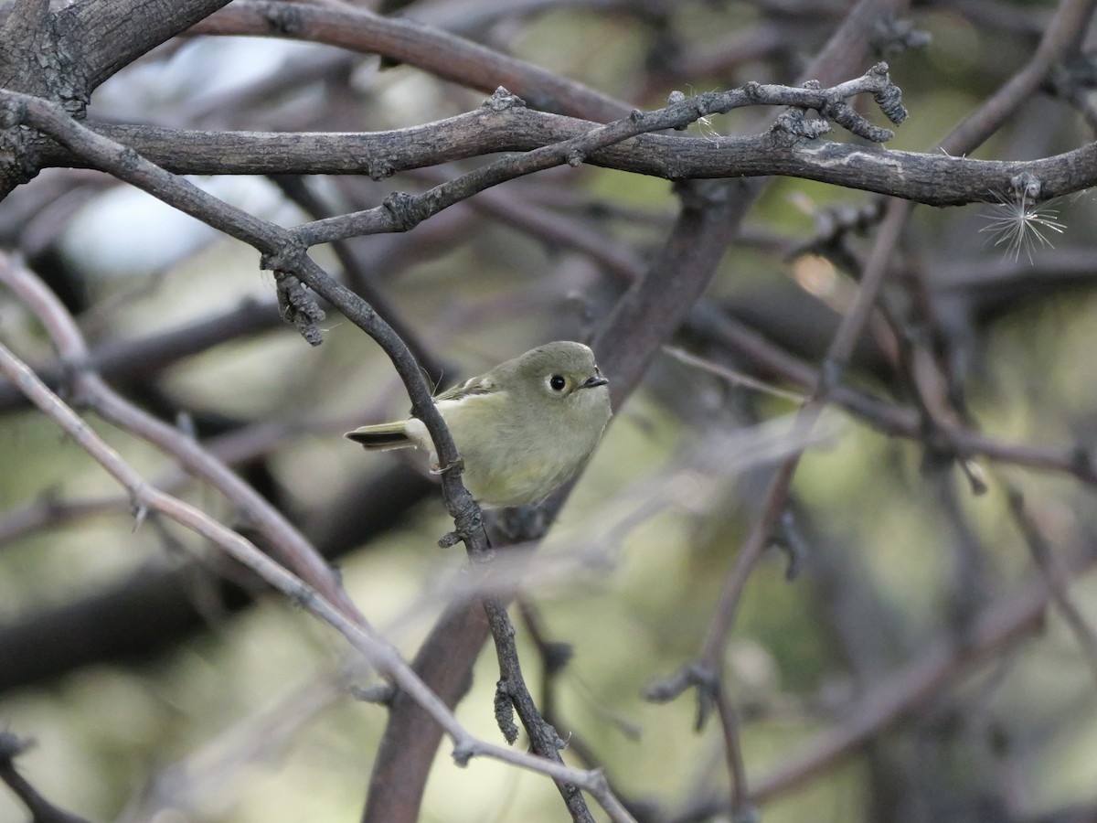 Ruby-crowned Kinglet - ML645954315