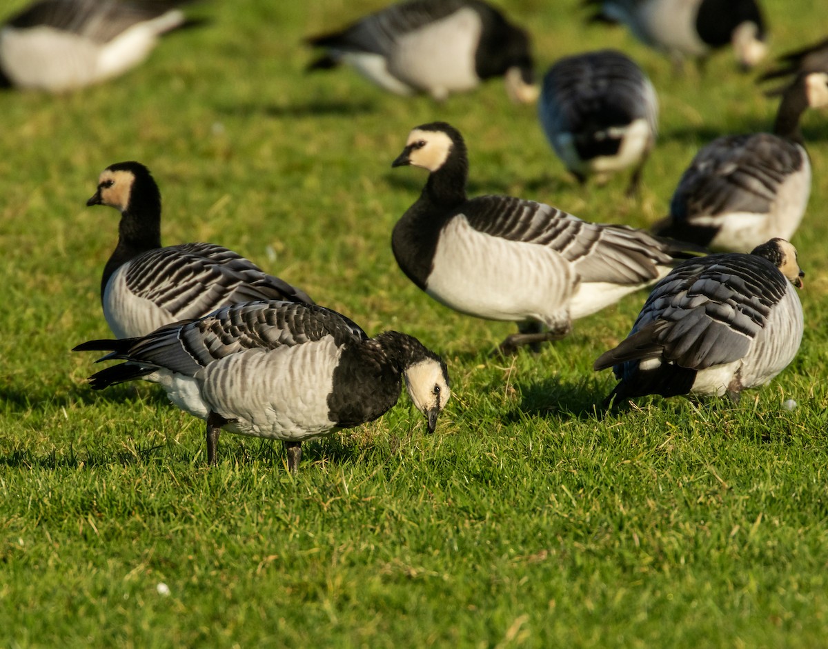 Barnacle Goose - ML645954316