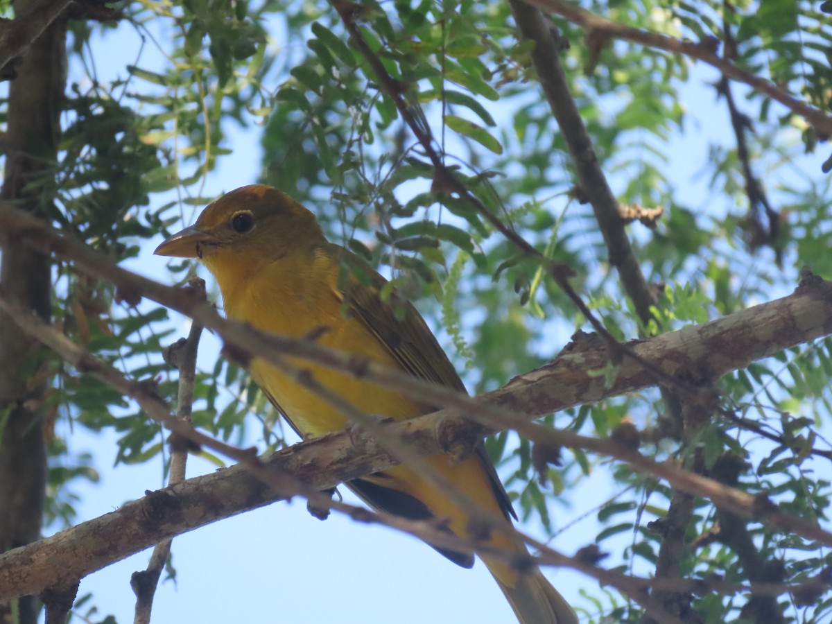 Summer Tanager - ML645954326