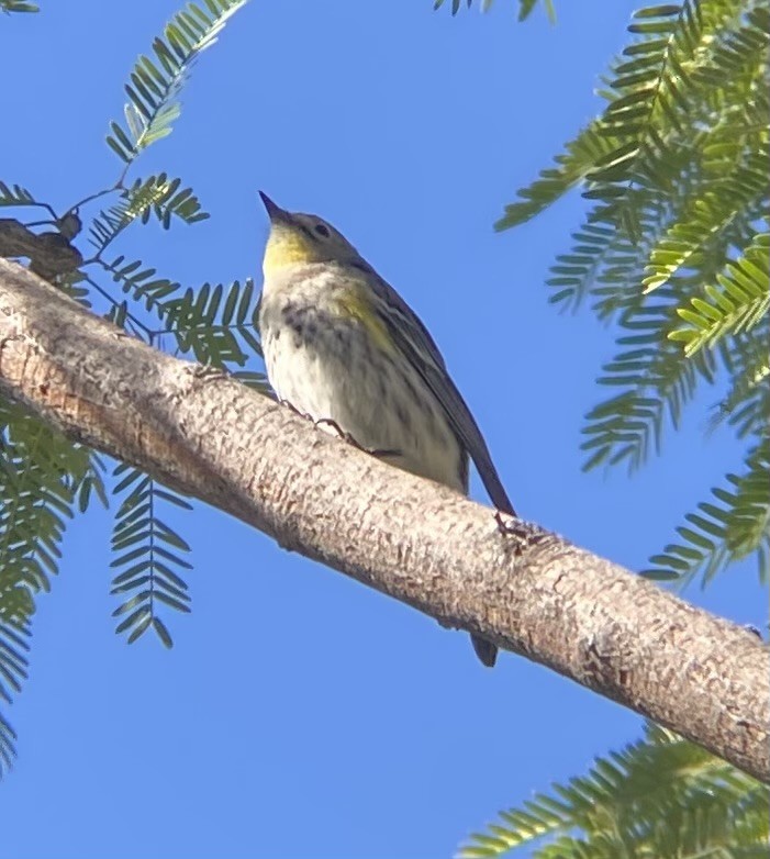 Yellow-rumped Warbler (Audubon's) - ML645954331
