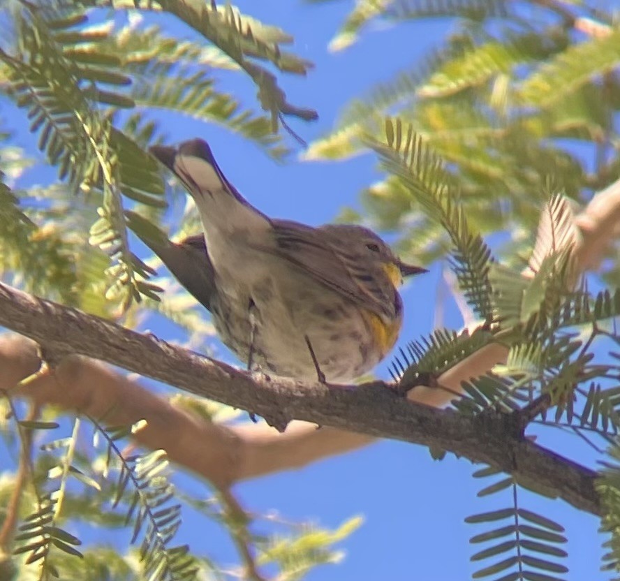 Yellow-rumped Warbler (Audubon's) - ML645954336