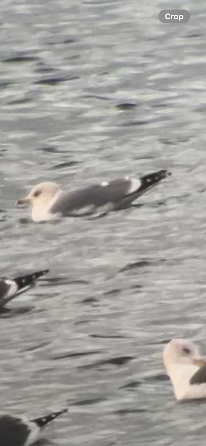 Common x Lesser Black-backed Gull (hybrid) - eBird
