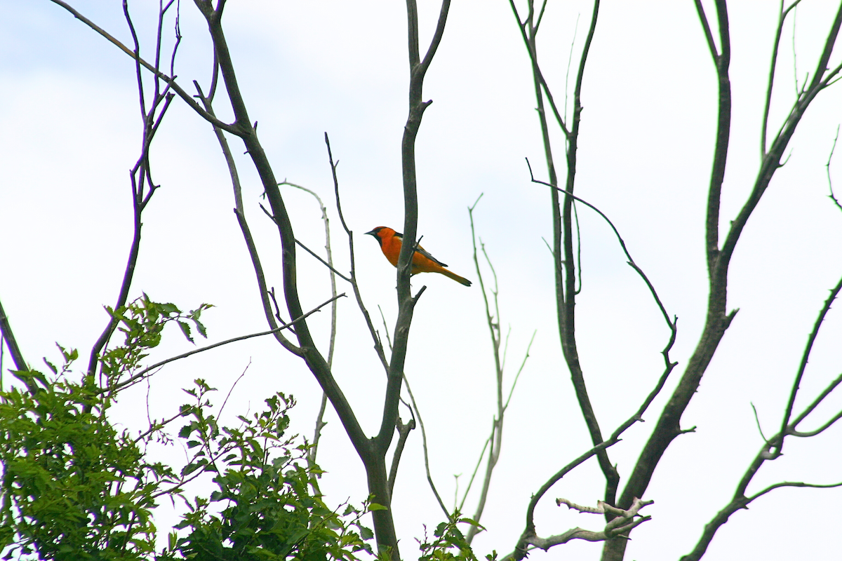 Bullock's Oriole - ML645954346