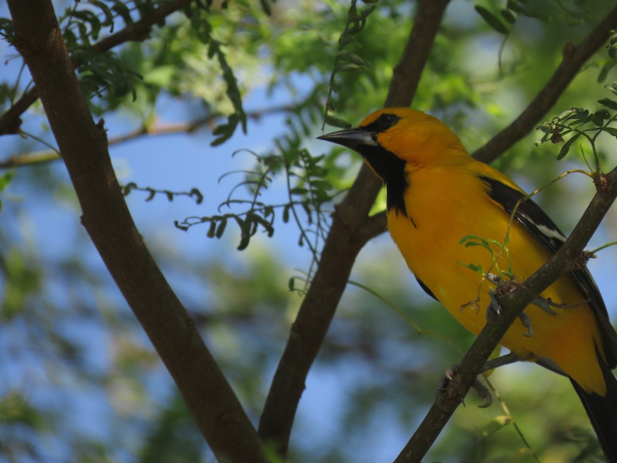 Yellow Oriole - ML645954348