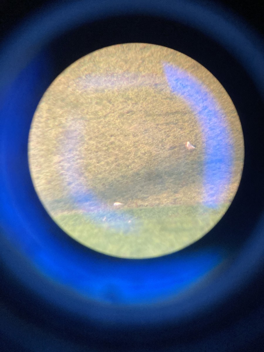 Pallid Harrier - ML645954363