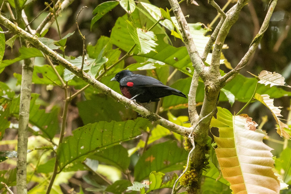 Black-and-crimson Oriole - ML645954371