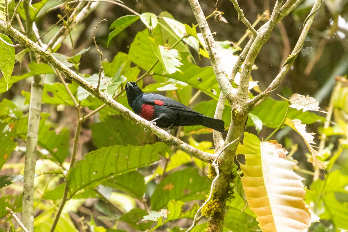 Black-and-crimson Oriole - ML645954372