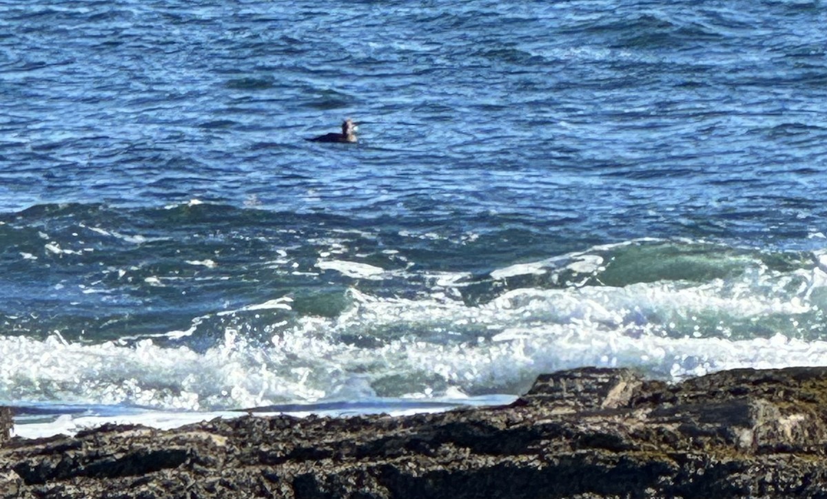 Edredone - ML645954376