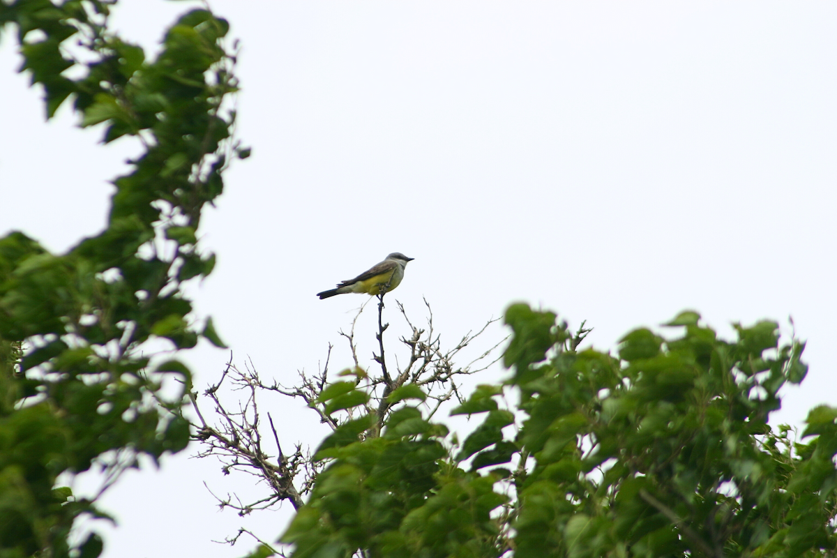 Tyran de l'Ouest - ML645954383