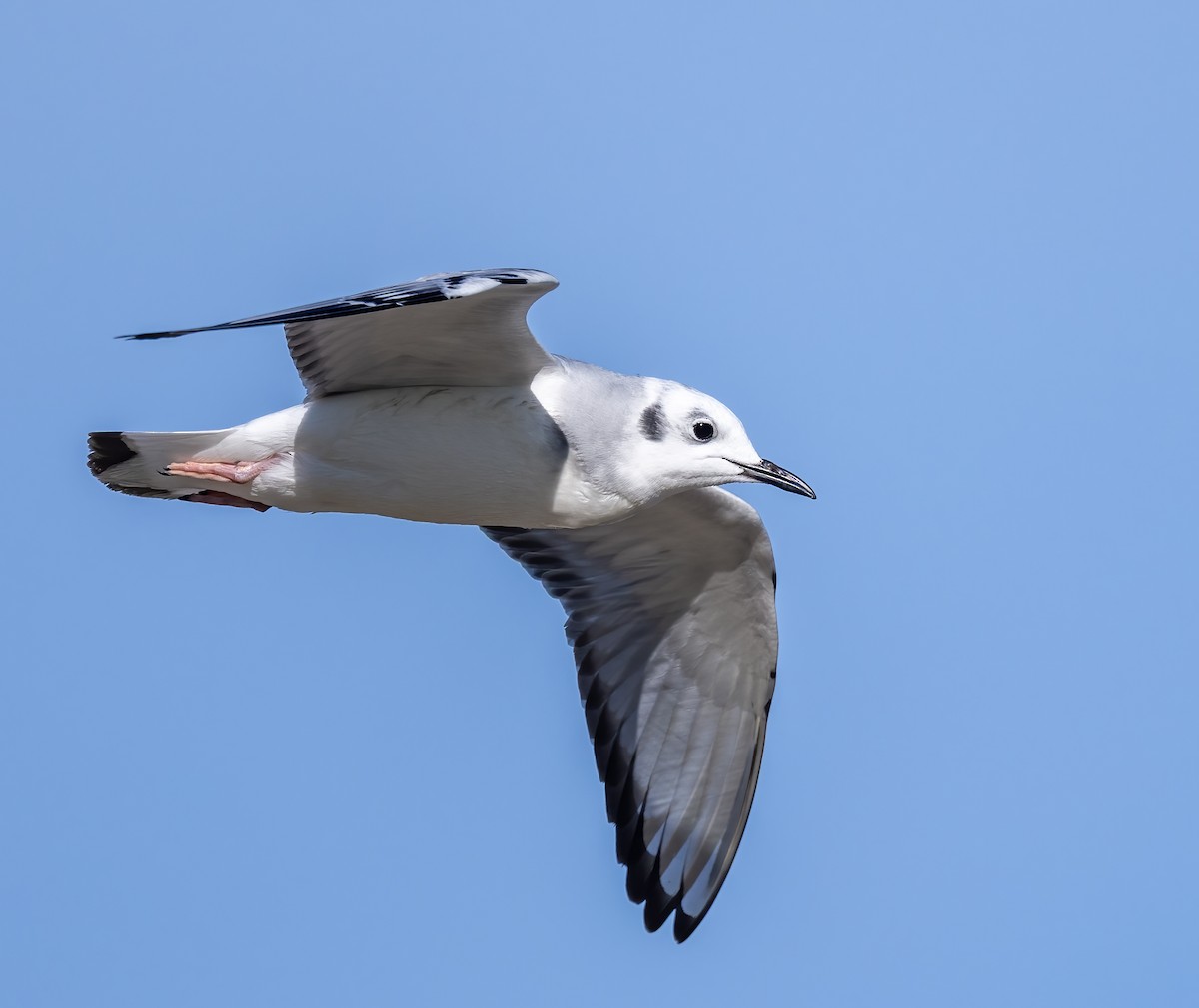 Bonaparte's Gull - ML645954385