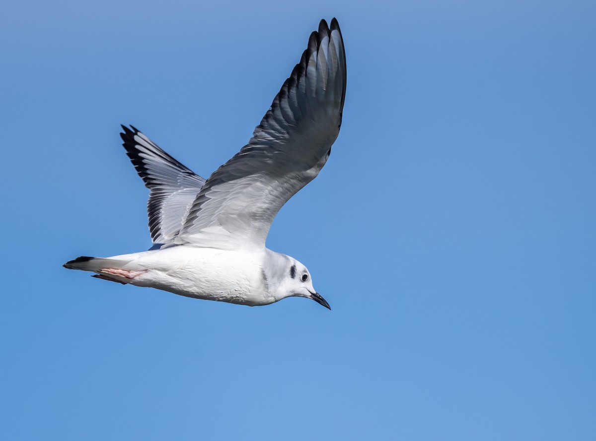 Mouette de Bonaparte - ML645954391