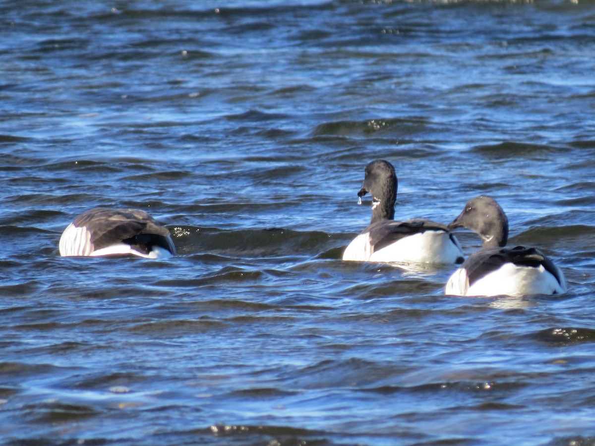 Bernache cravant - ML645954392