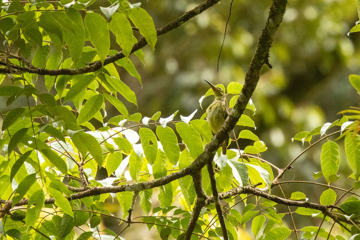 Arachnothère à joues jaunes - ML645954393