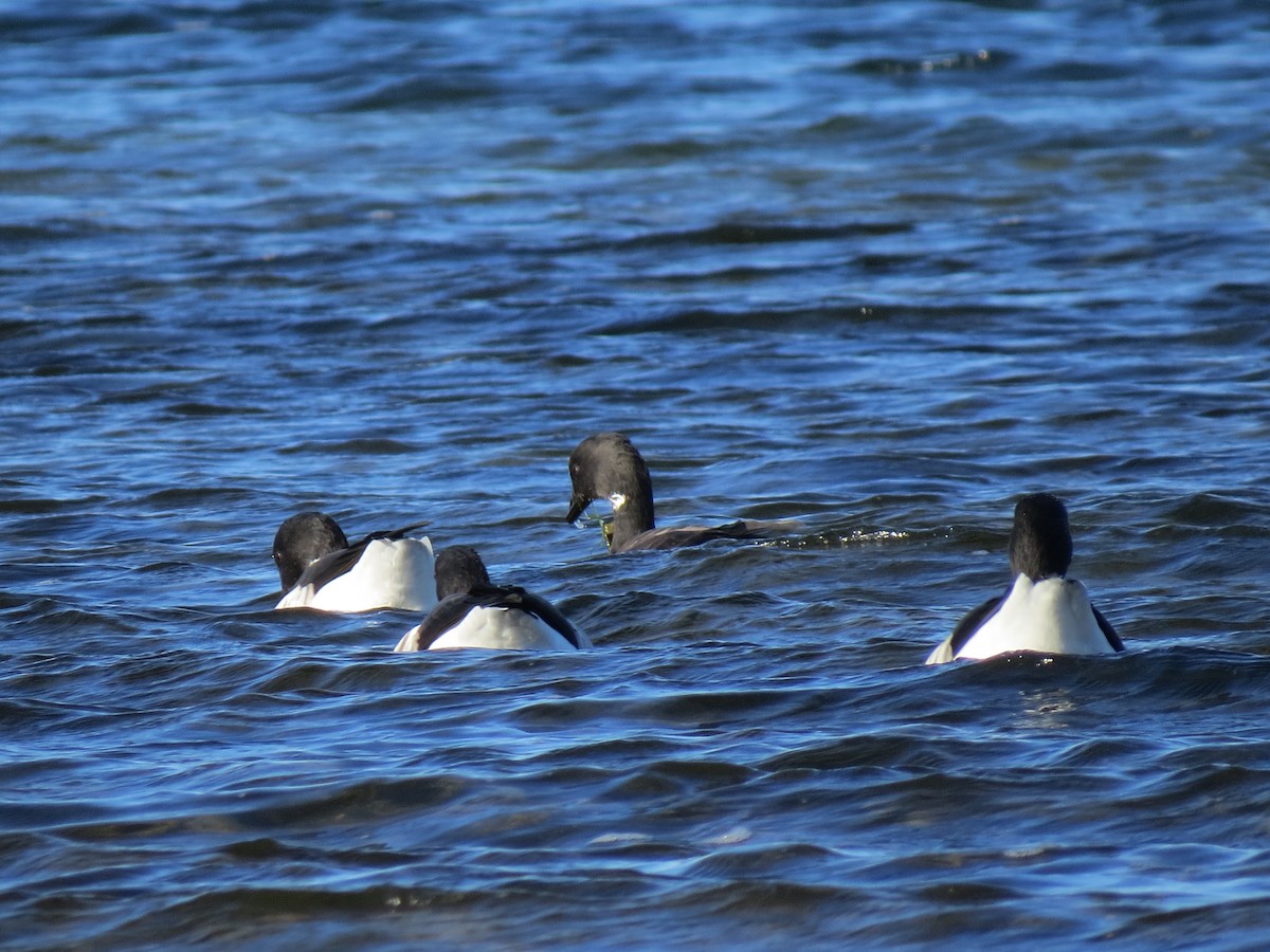 Bernache cravant - ML645954394