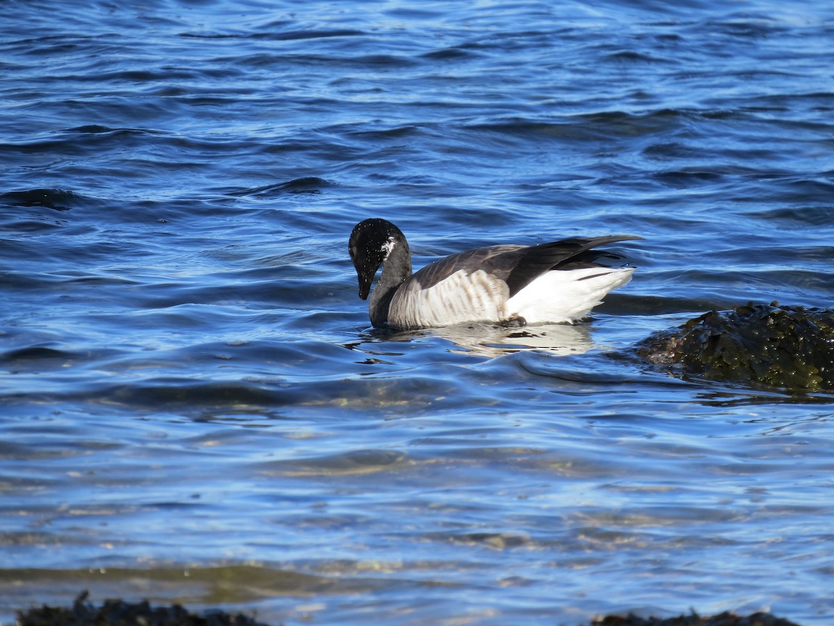 Bernache cravant - ML645954395