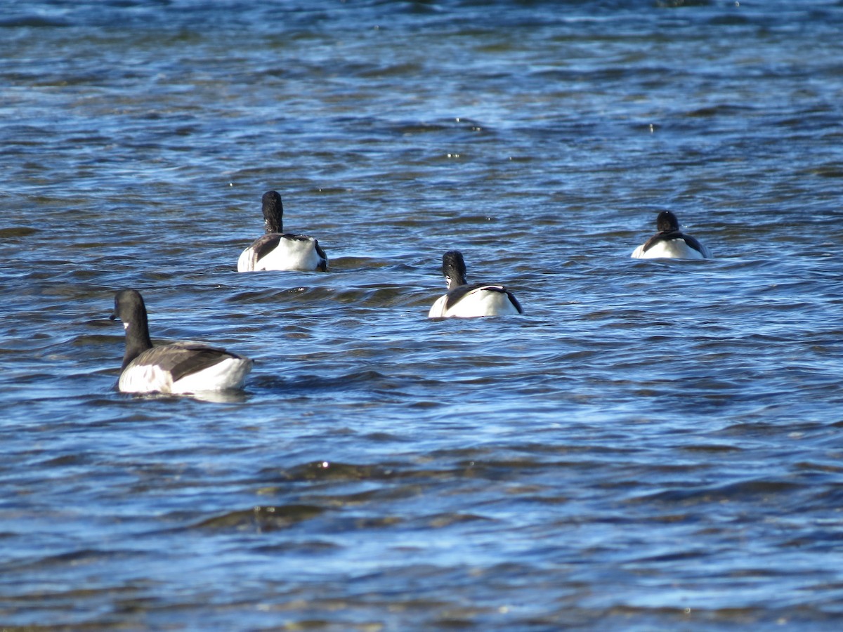 Bernache cravant - ML645954396