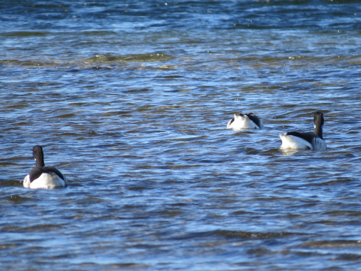 Bernache cravant - ML645954397