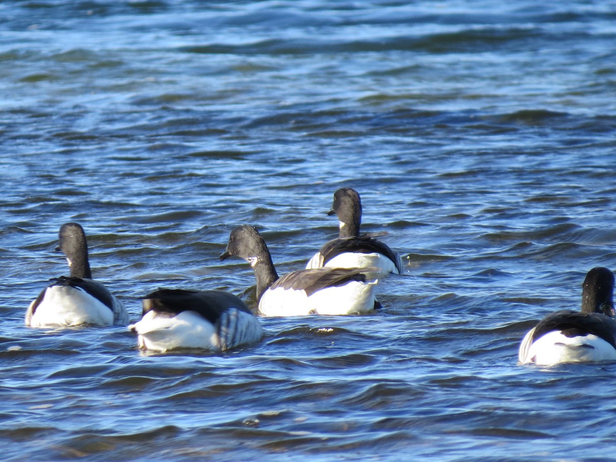 Bernache cravant - ML645954398