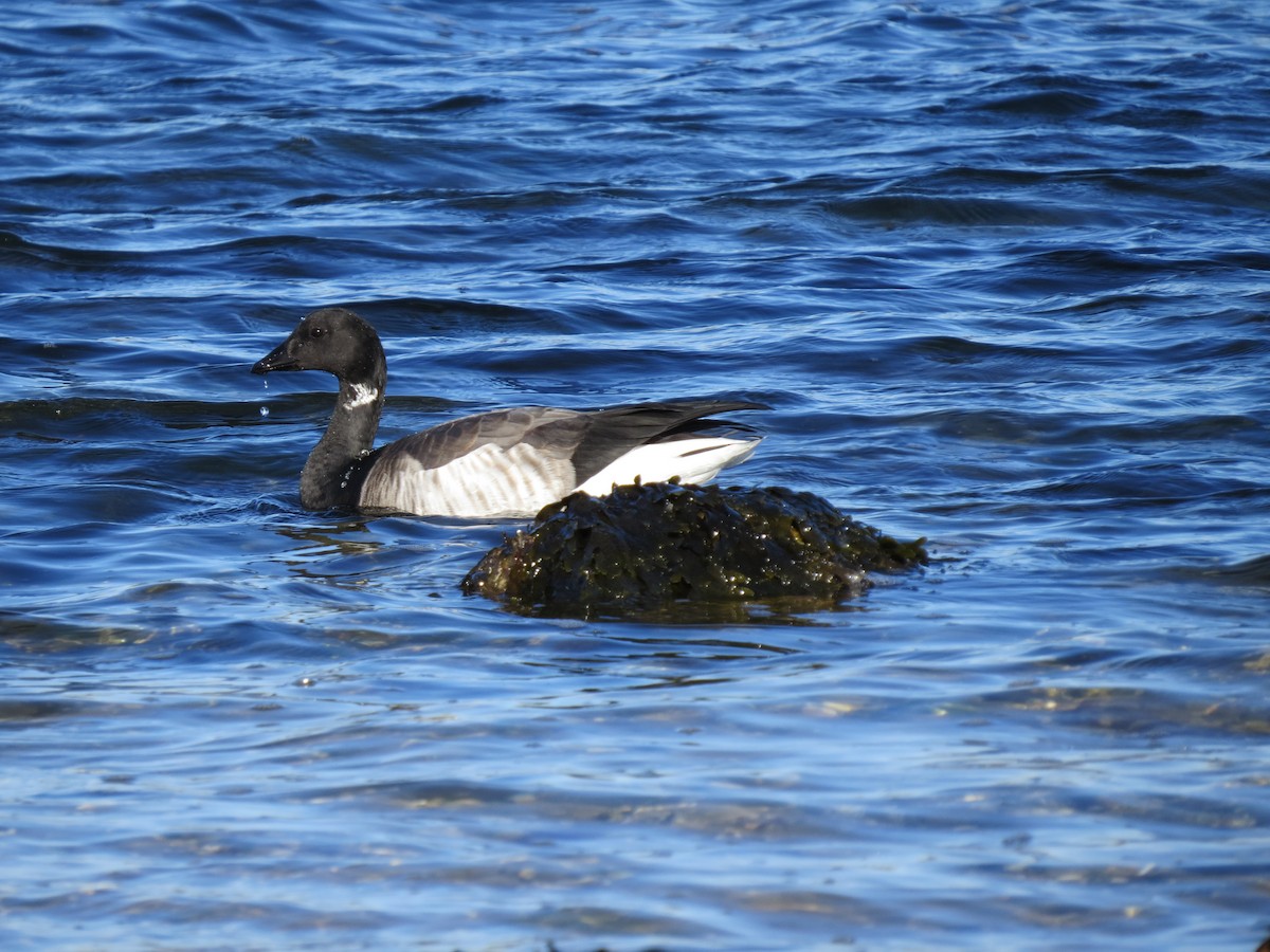 Bernache cravant - ML645954399