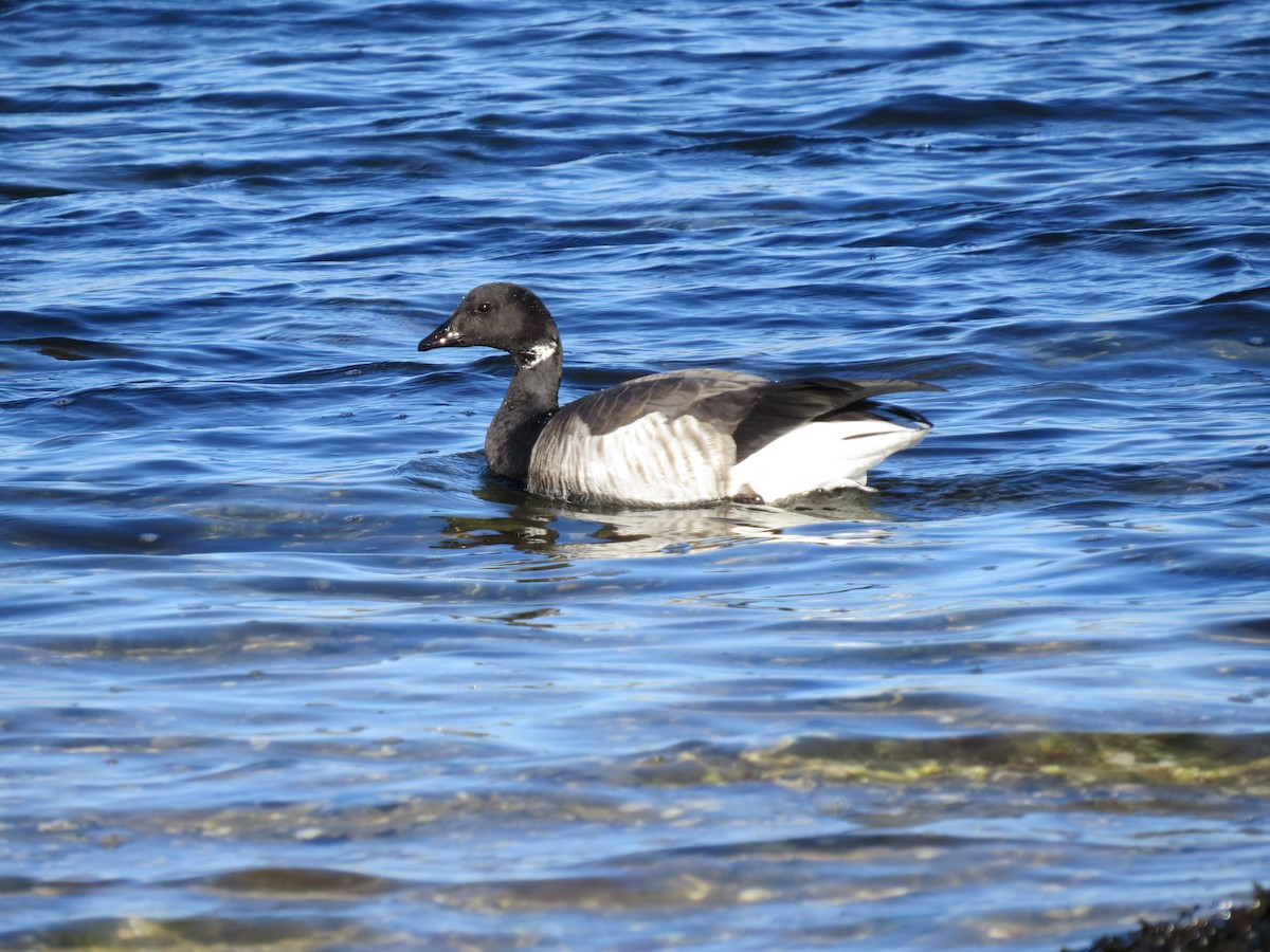 Bernache cravant - ML645954400