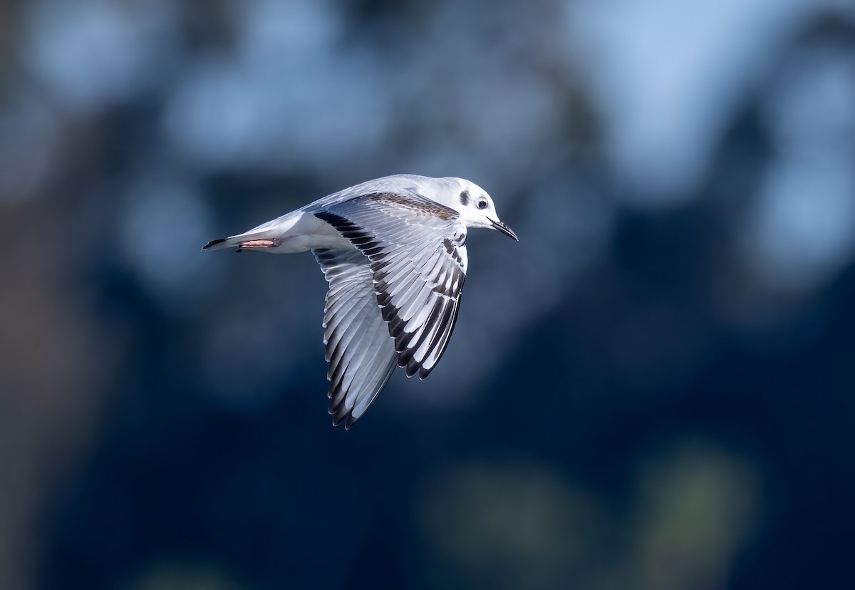 Mouette de Bonaparte - ML645954401