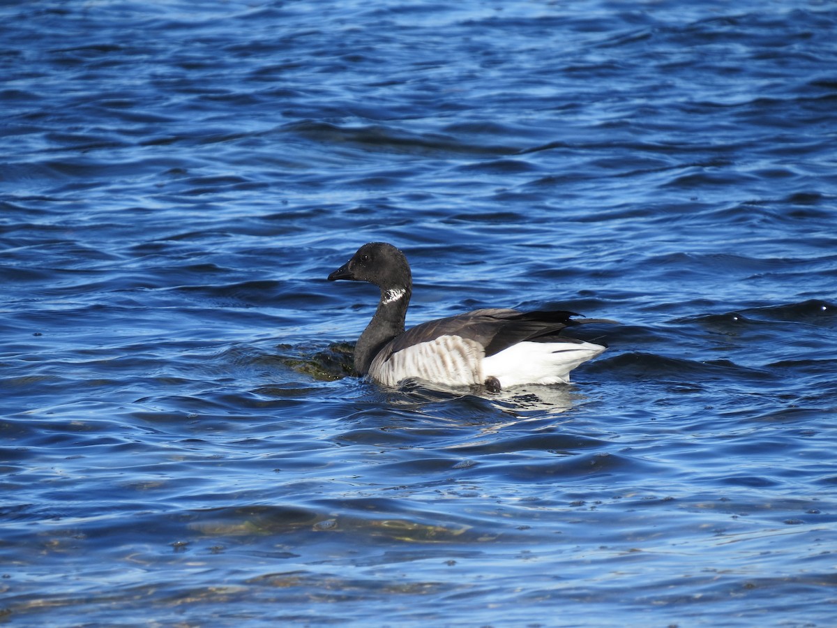 Bernache cravant - ML645954402