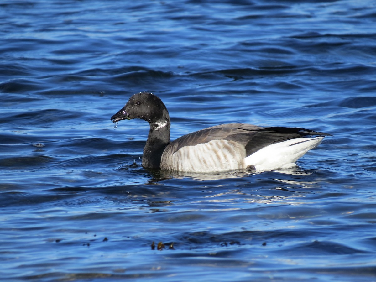 Bernache cravant - ML645954403