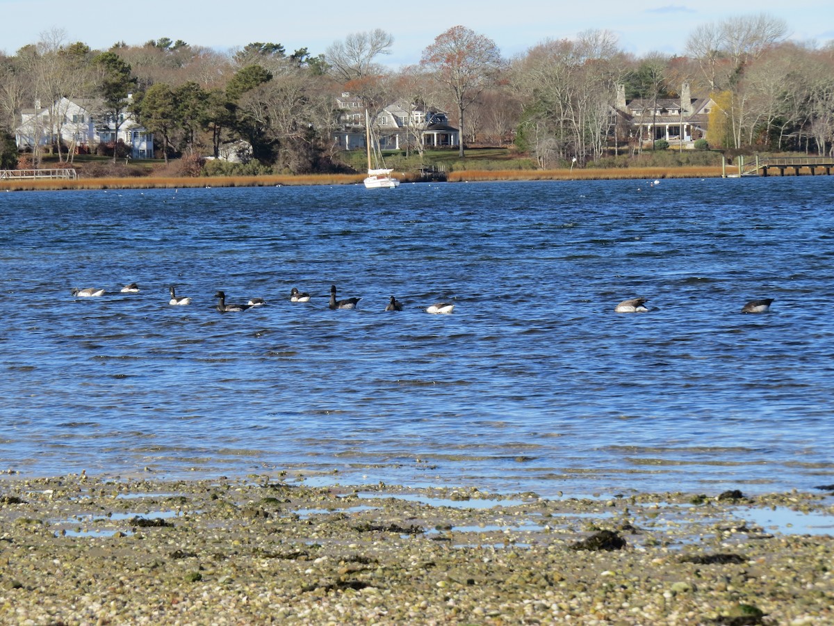 Bernache cravant - ML645954404