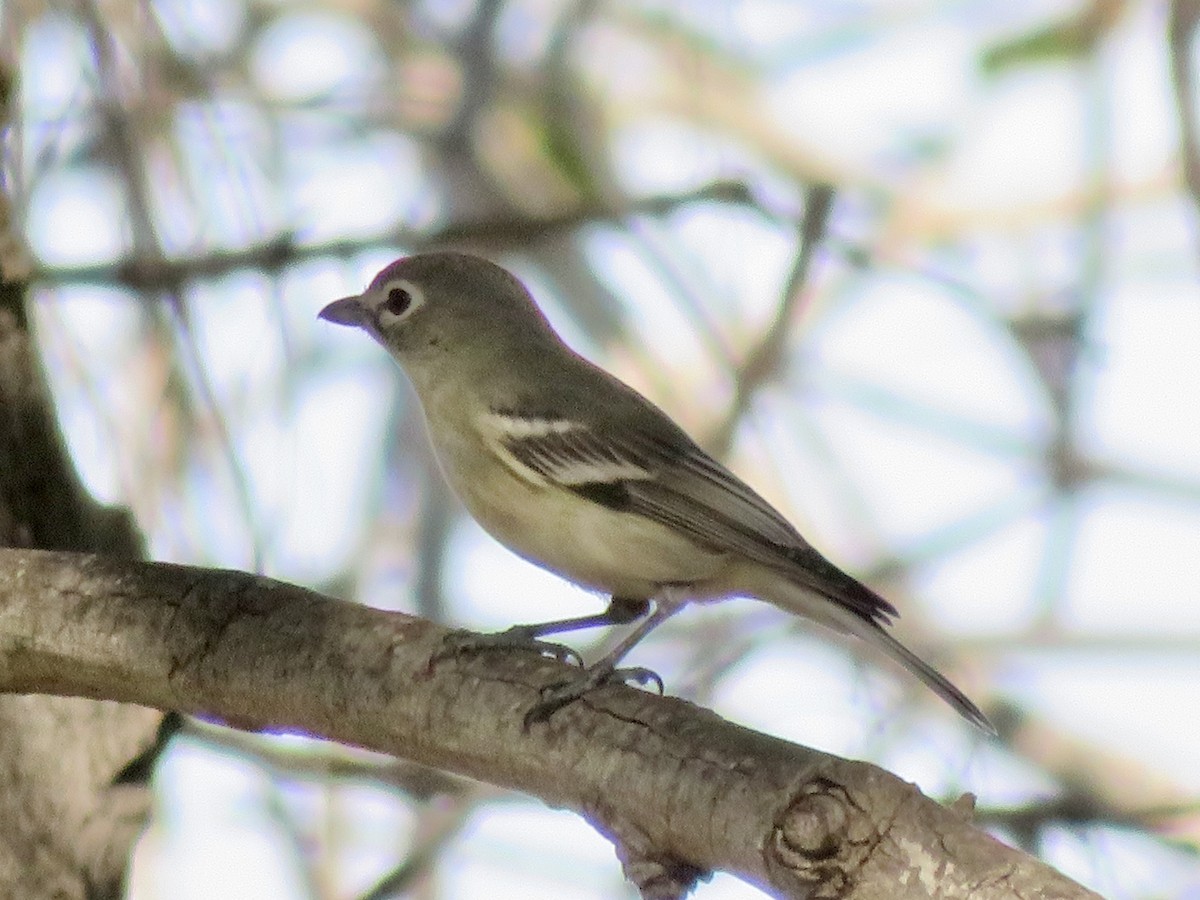 Viréo plombé - ML645954405