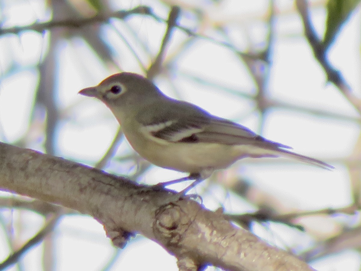 Viréo plombé - ML645954406