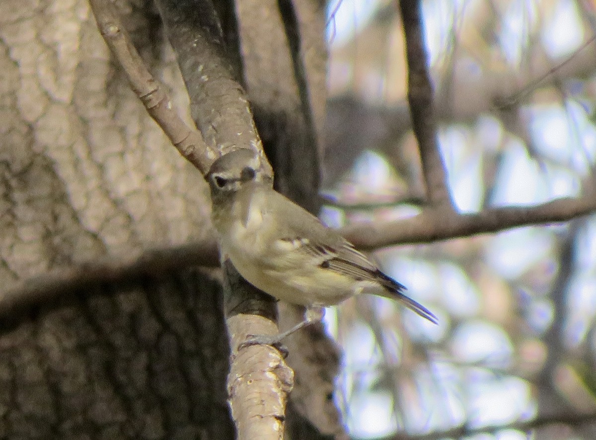 Viréo plombé - ML645954407