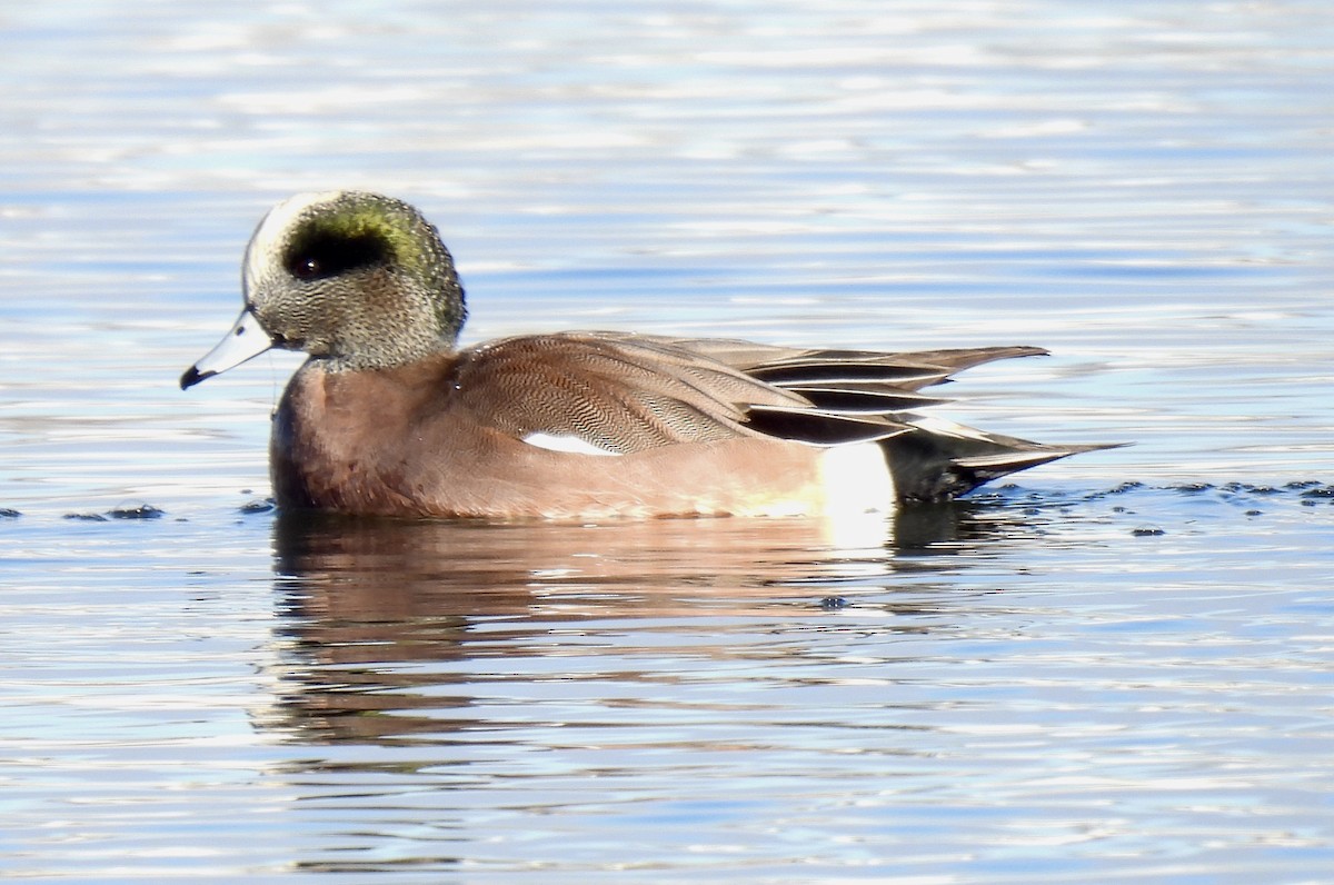 Canard d'Amérique - ML645954411