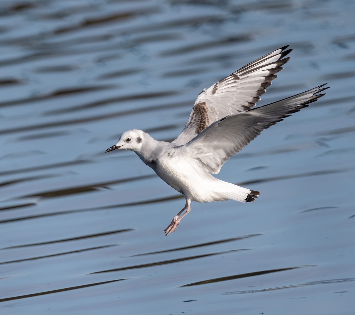 Mouette de Bonaparte - ML645954413