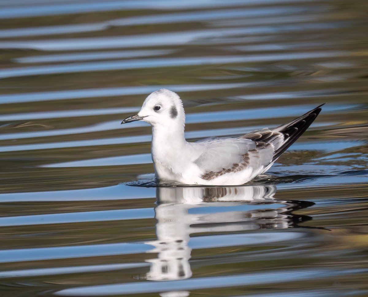 Mouette de Bonaparte - ML645954414