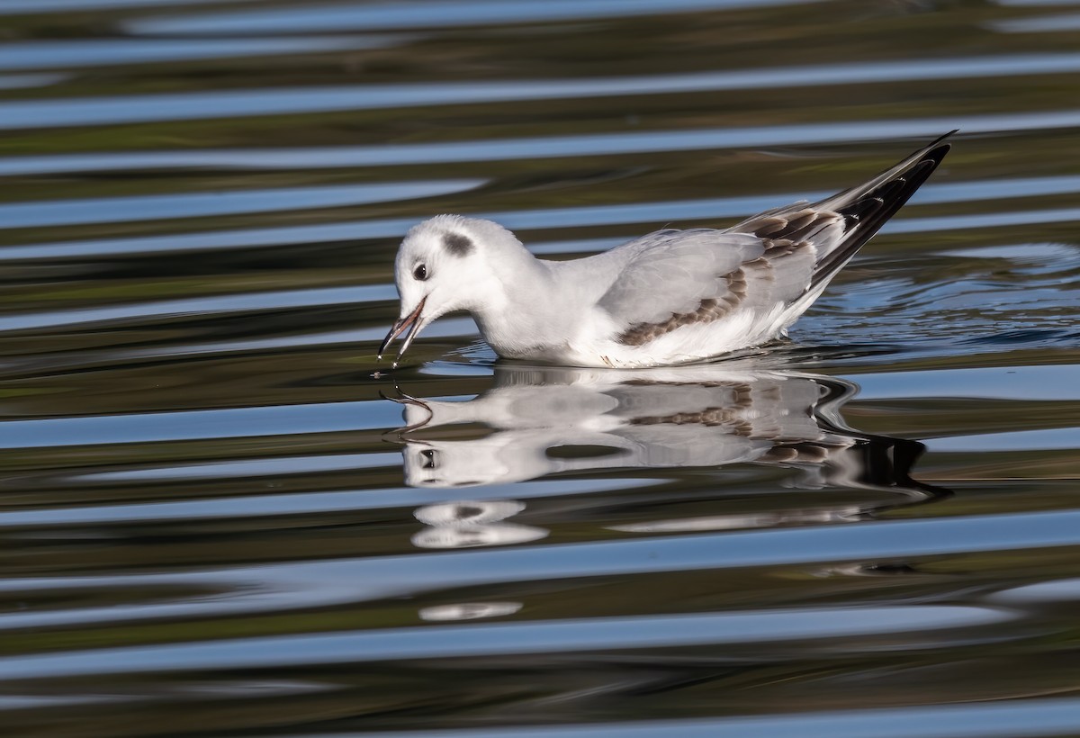 Mouette de Bonaparte - ML645954418