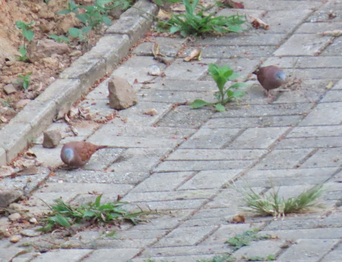 Colombe rousse - ML645954419