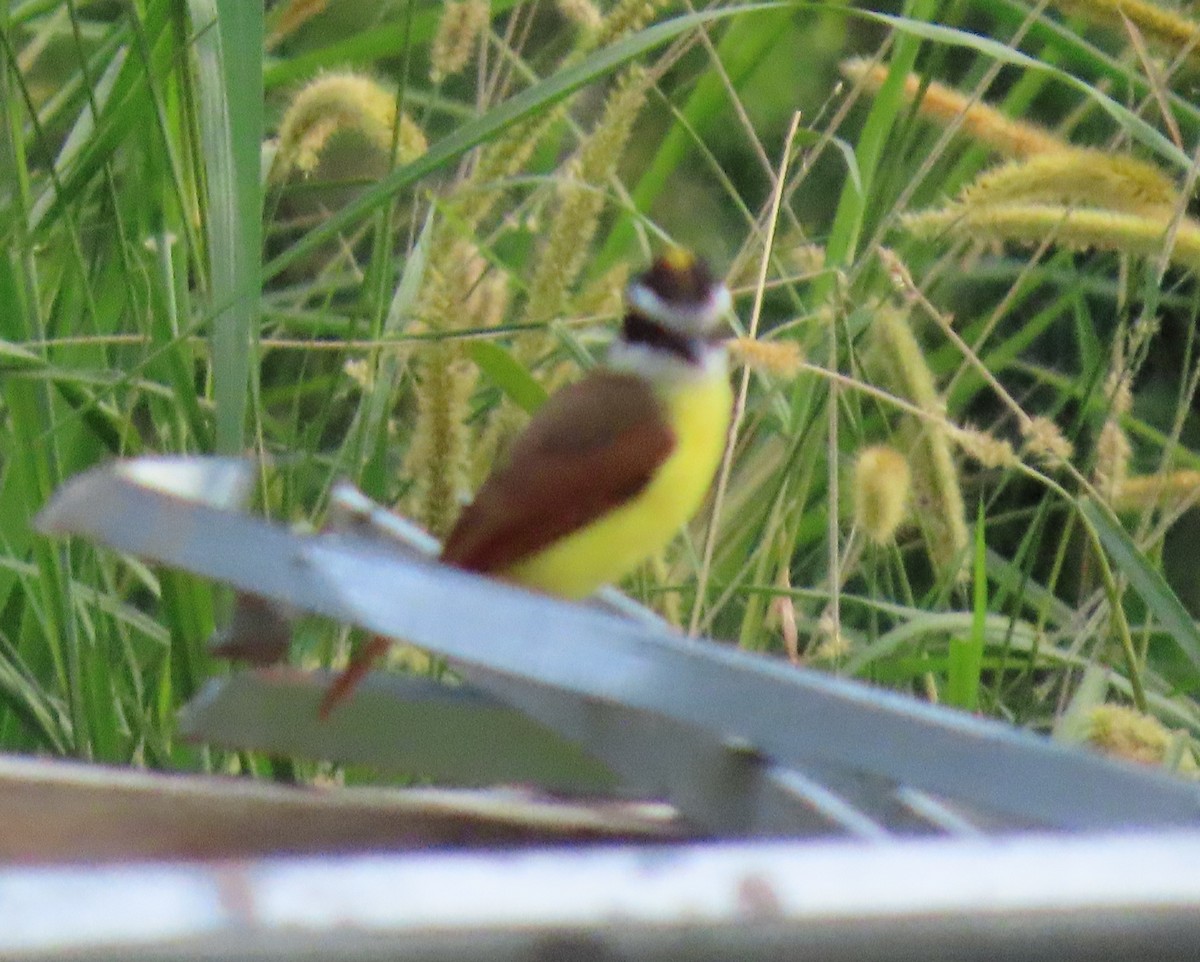 Tyran quiquivi - ML645954423