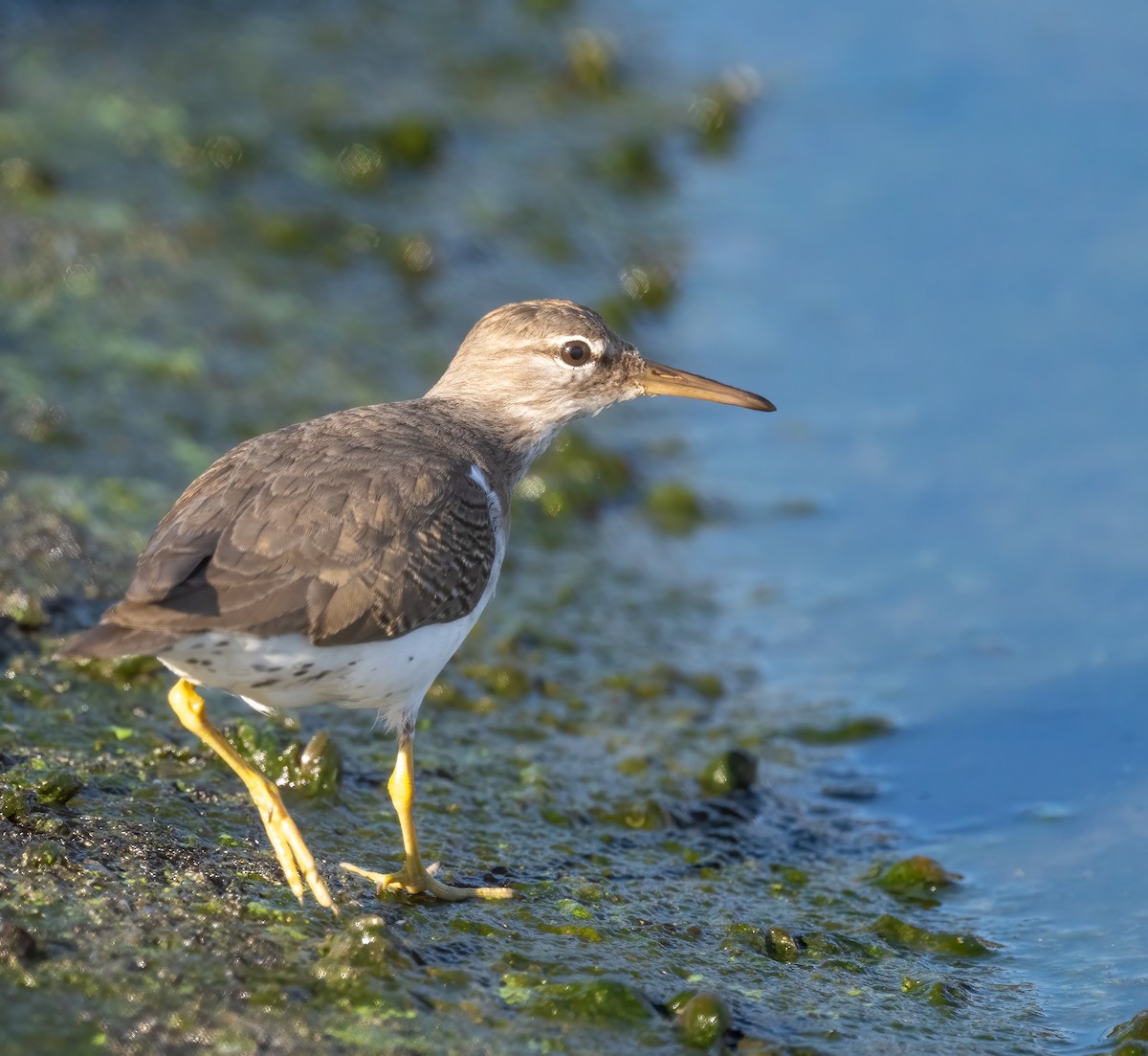 Andarríos Maculado - ML645954426