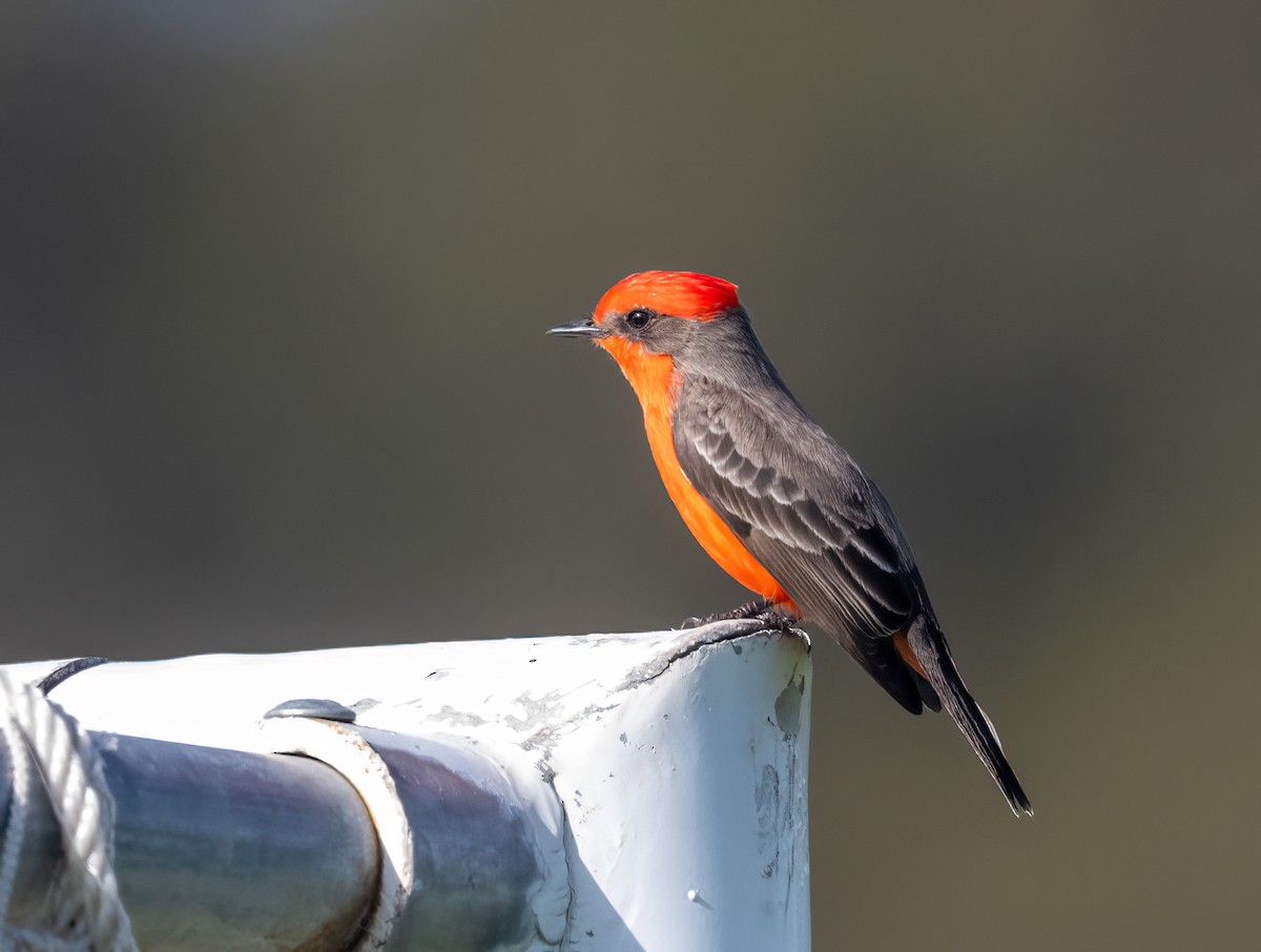 Mosquero Cardenal - ML645954435