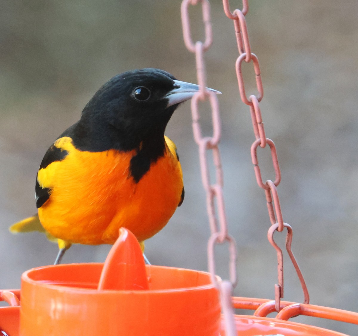 Балтиморский трупиал - ML645954437