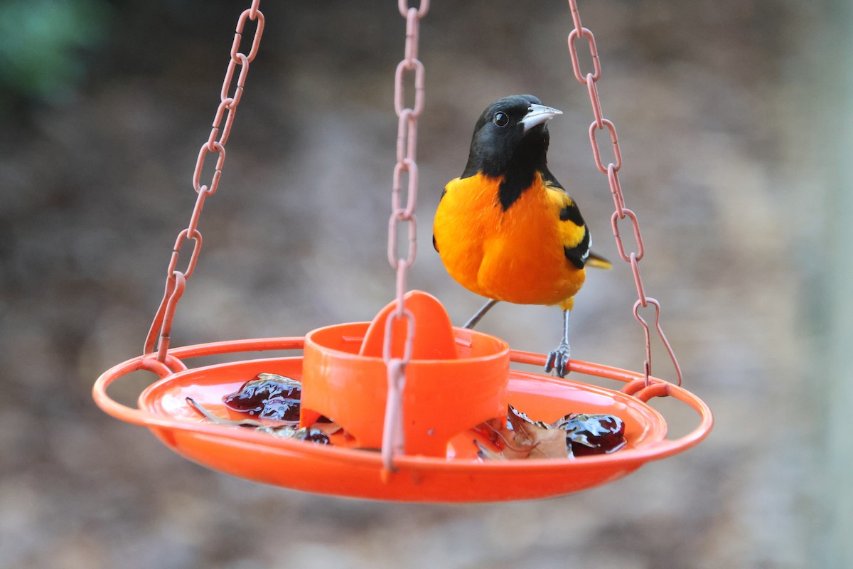 Балтиморский трупиал - ML645954449