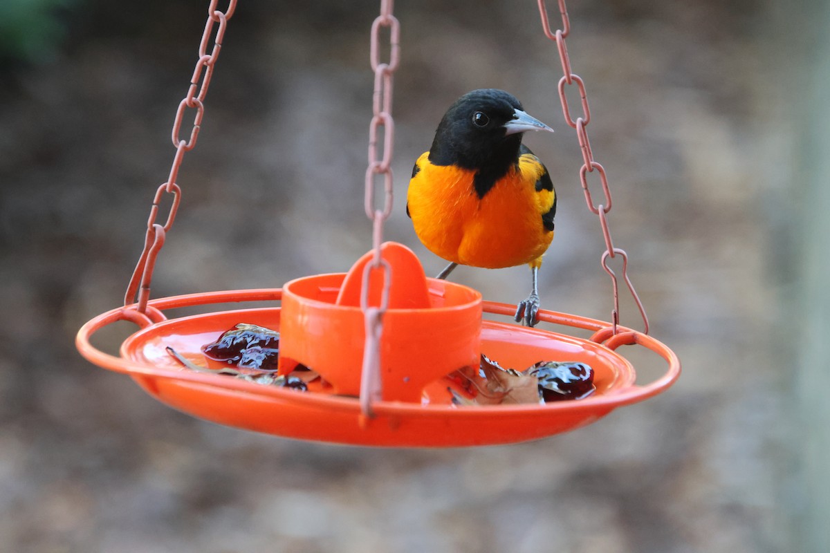 Балтиморский трупиал - ML645954450