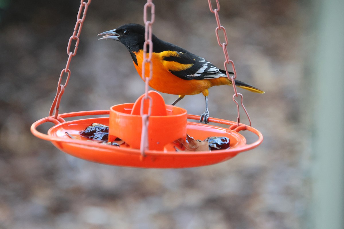 Балтиморский трупиал - ML645954451