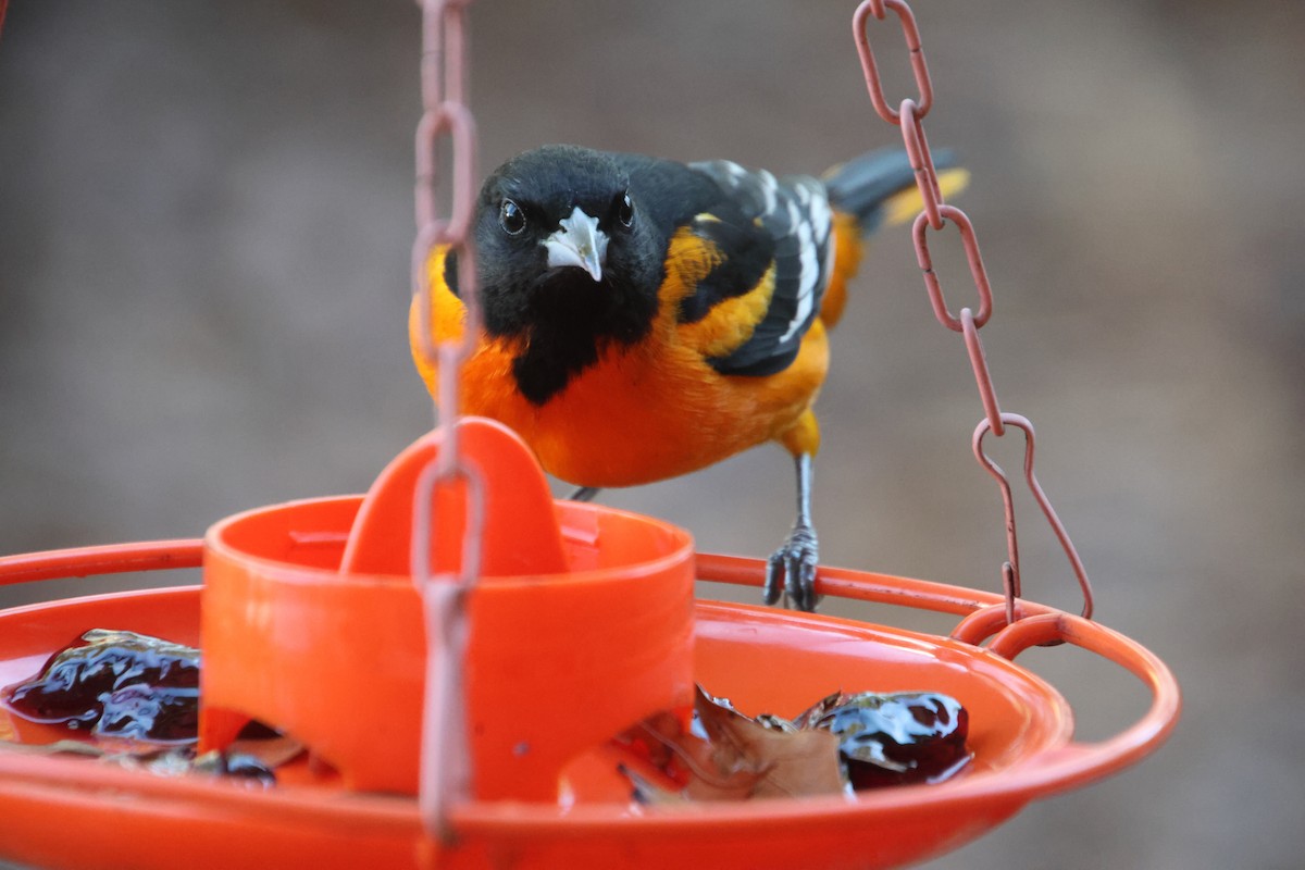 Балтиморский трупиал - ML645954452