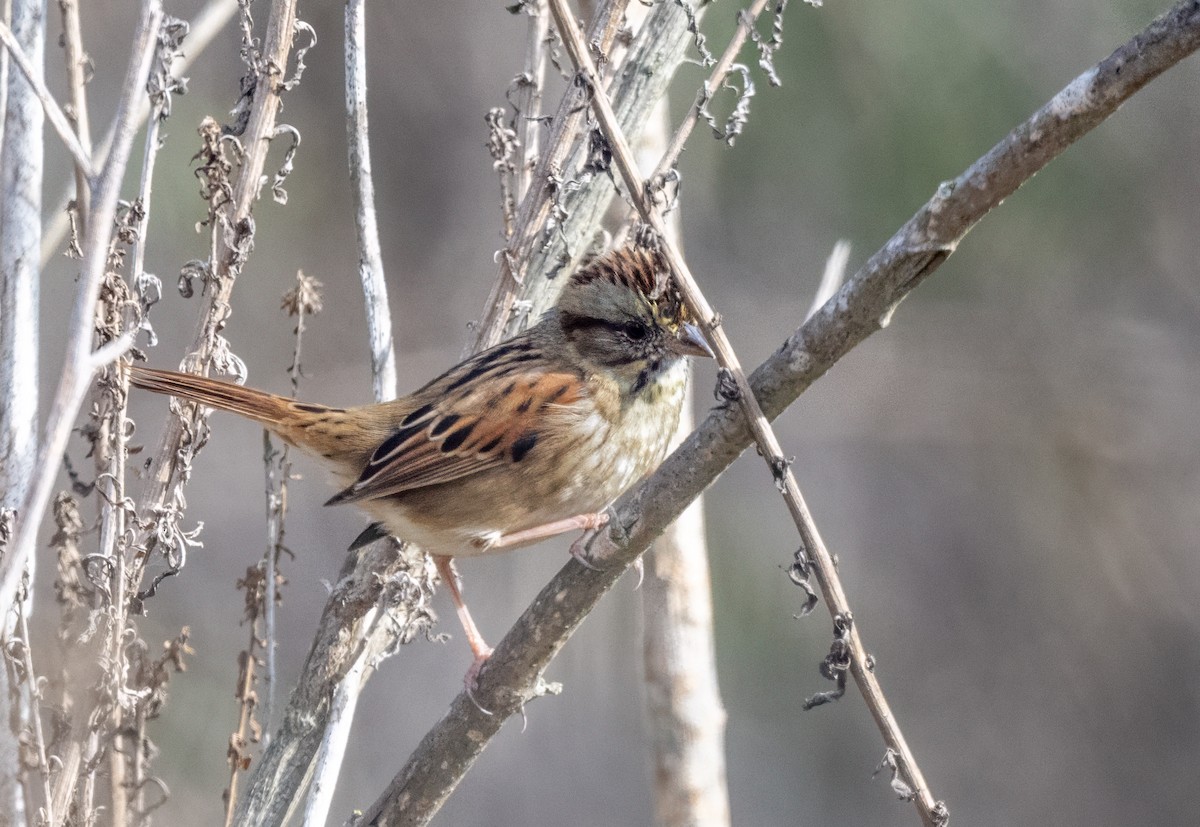 Swamp Sparrow - ML645954468