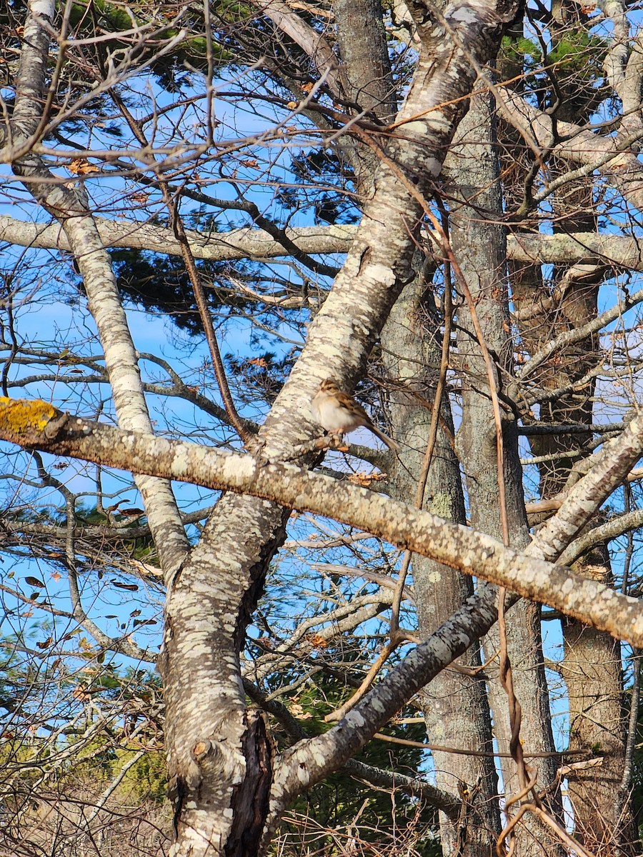 Clay-colored Sparrow - ML645954470