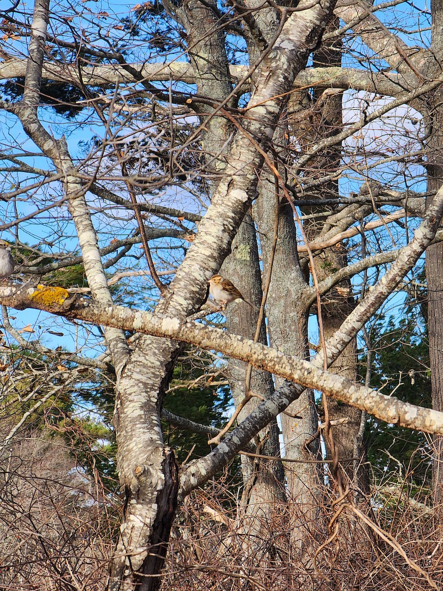 Clay-colored Sparrow - ML645954471