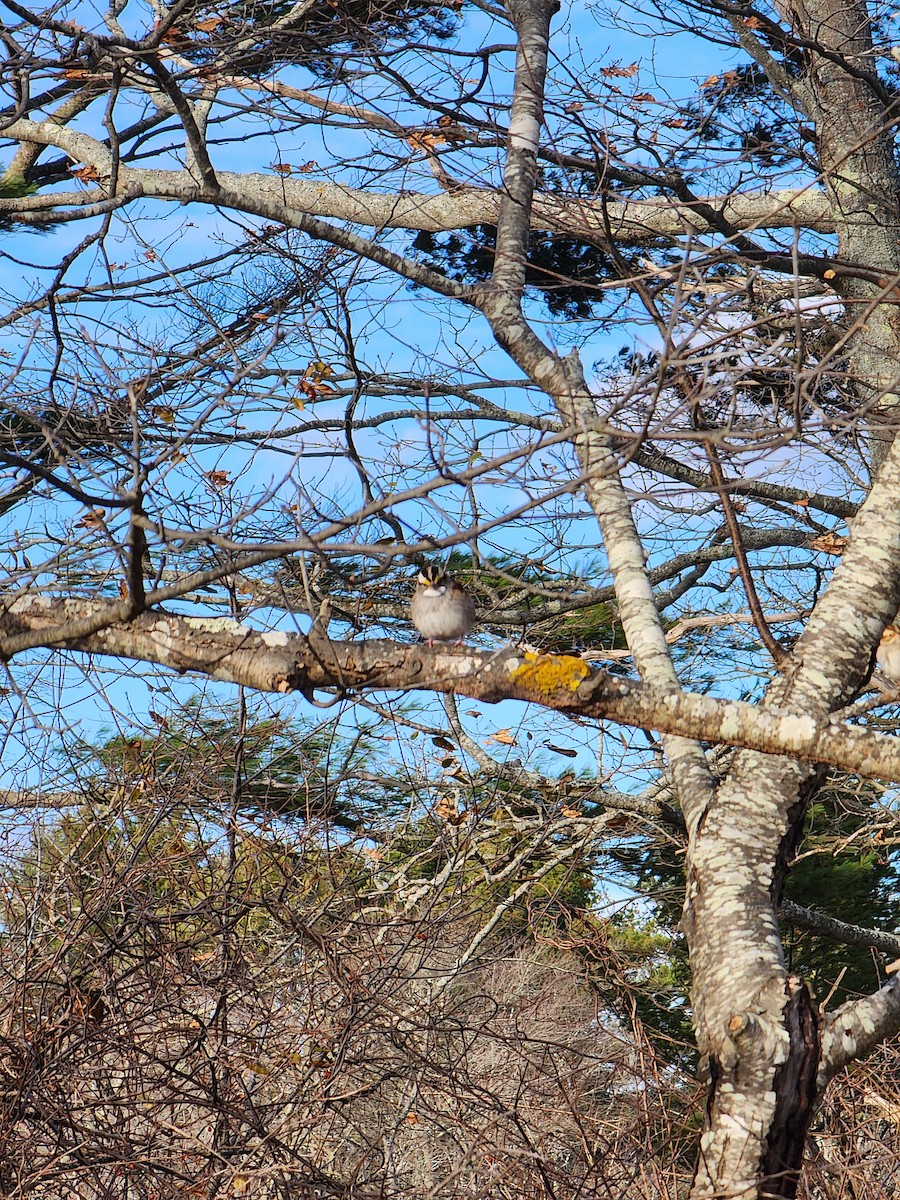 White-throated Sparrow - ML645954472