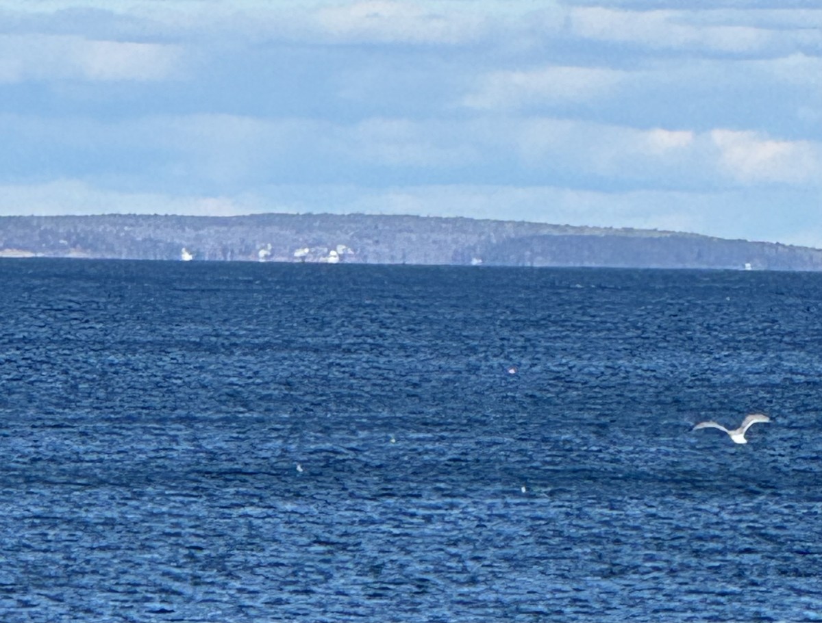 American Herring Gull - ML645954473